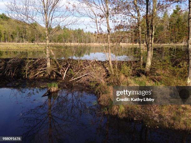 beaver dam - libby dam stock pictures, royalty-free photos & images