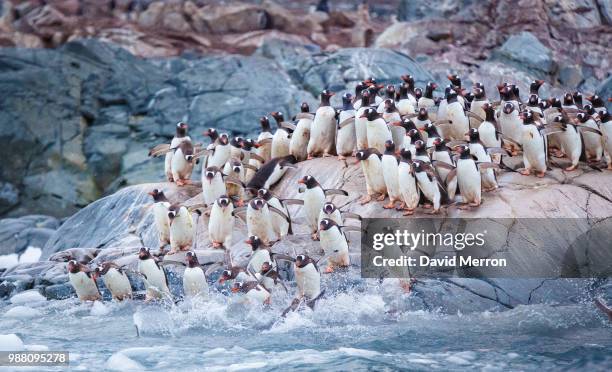 gentoo penguins on cuverville island, antarctica. - viveiro de gralhas - fotografias e filmes do acervo