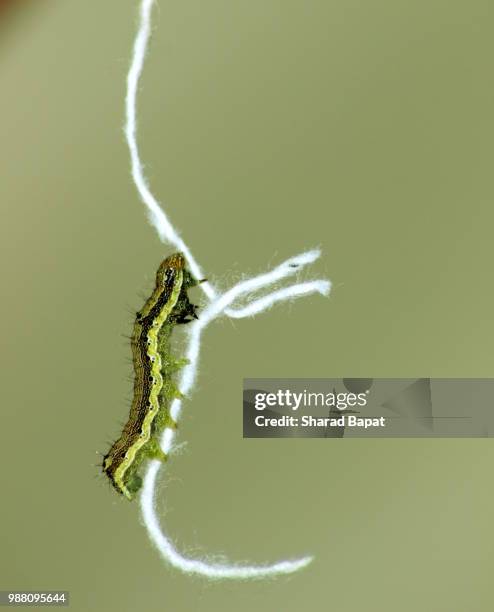 Long Thread Worms 129 Thread Worms Stock Photos, High-Res Pictures, and Images - Getty Images