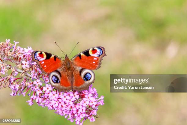 butterfly - peacock butterfly stock pictures, royalty-free photos & images