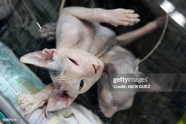 Don Sphynx cats take part in an international cat show in Moshav Beit Hefer near the coastal city of Netanya, north of Israel, on December 26, 2009....