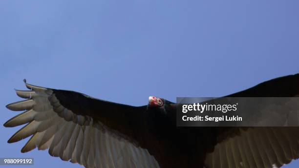 air raid - turkey vulture stock pictures, royalty-free photos & images