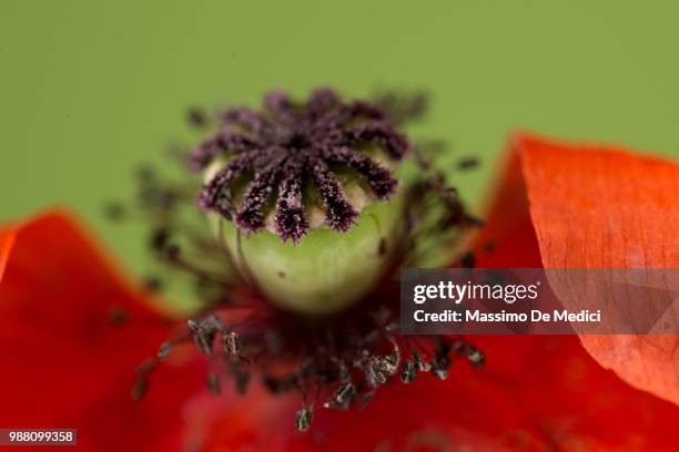 ovario e stami - medici stock pictures, royalty-free photos & images