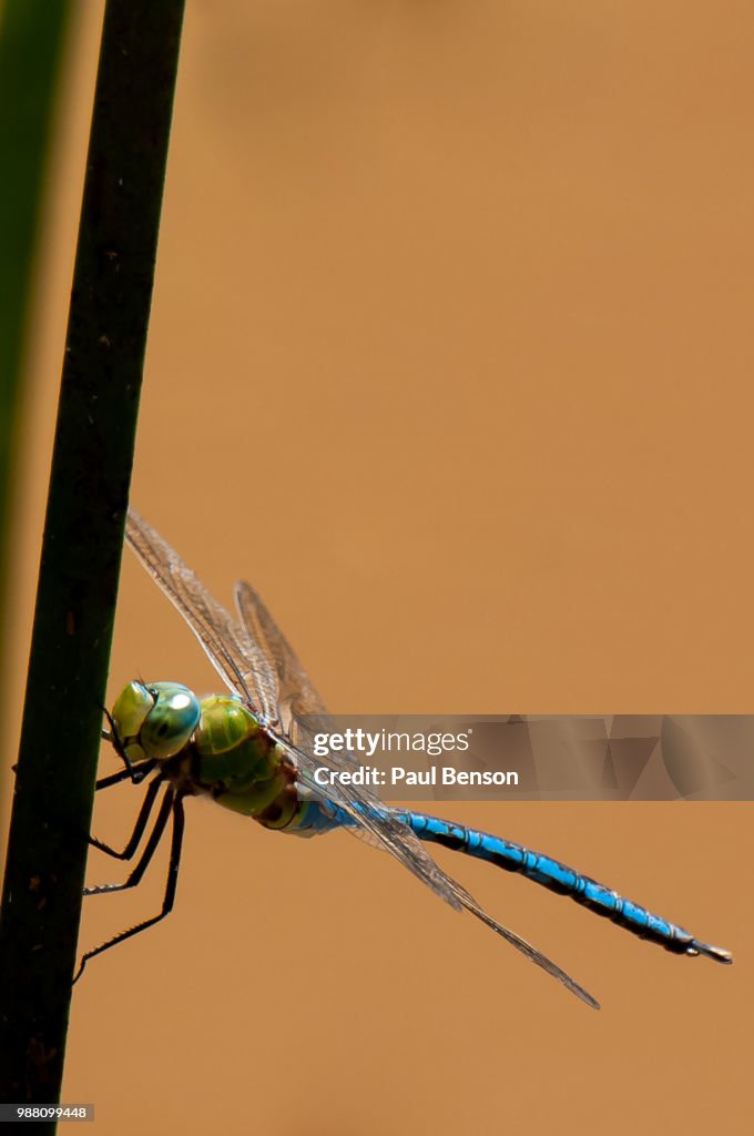 Blue emperor dragonfly