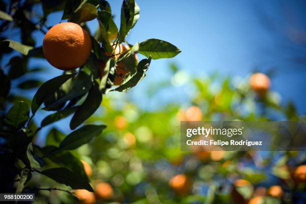 oranges on the street, seville, spain - seville oranges stock pictures, royalty-free photos & images