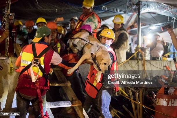 Rescuers help a dog after the magnitude 7.1 earthquake that jolted central Mexico damaging buildings, knocking out power and causing alarm throughout...