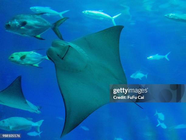 the different smile - manta ray stock pictures, royalty-free photos & images