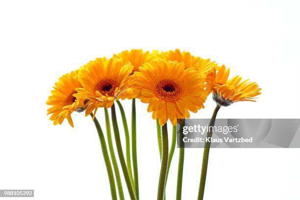 yellow gerbera - pflanzenstängel stock-fotos und bilder