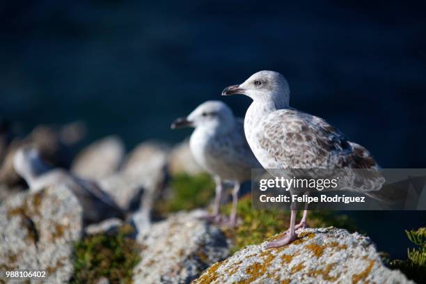 seagulls, quiberon, brittany, france - quiberon stockfoto's en -beelden