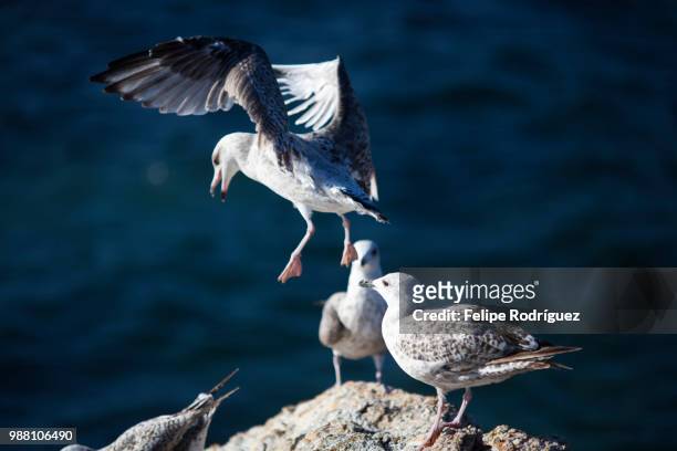 seagulls, quiberon, brittany, france - quiberon fotografías e imágenes de stock