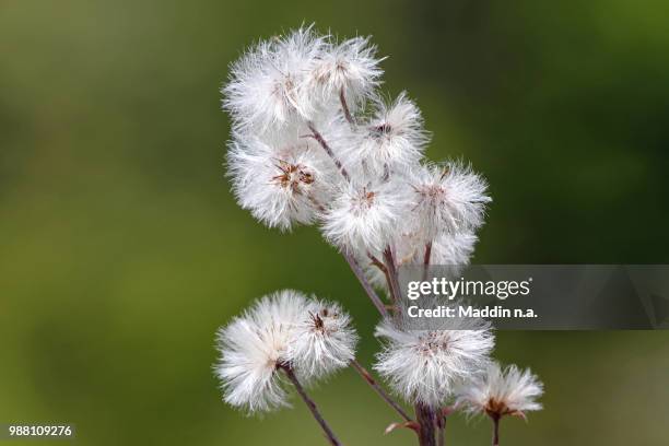 common butterbur - petasites officinalis - petasites stock pictures, royalty-free photos & images