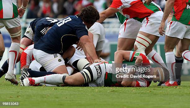 Imanol Harinordoquy of Biarritz, wearing a nose protector, holds his side after fracturing ribs during the Heineken Cup semi final match between...