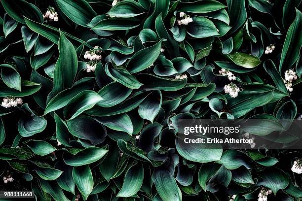 full frame shot of lily of valley (convallaria majalis) - lily of the valley stock pictures, royalty-free photos & images