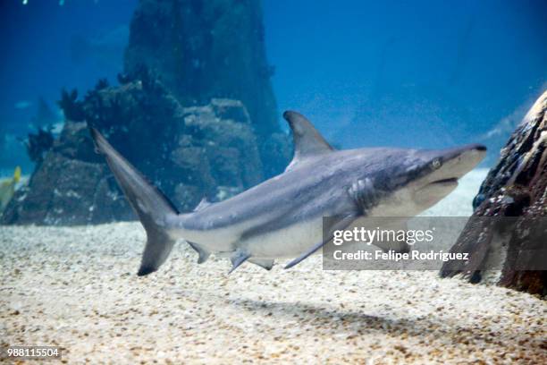 shark, lisbon oceanario - chondrichthyes stock-fotos und bilder