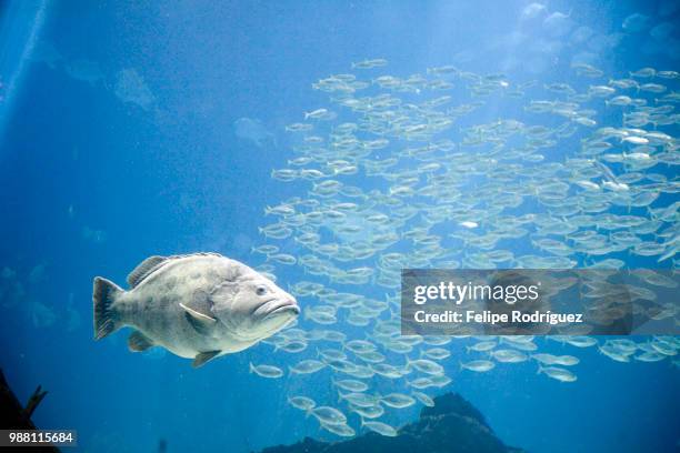 big fish, lisbon oceanario - big fish stock pictures, royalty-free photos & images