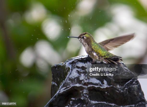 humming bird at play - humming stock pictures, royalty-free photos & images