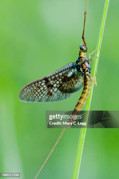Alpine Mayfly The Mayfly Photos and Premium High Res Pictures - Getty Images