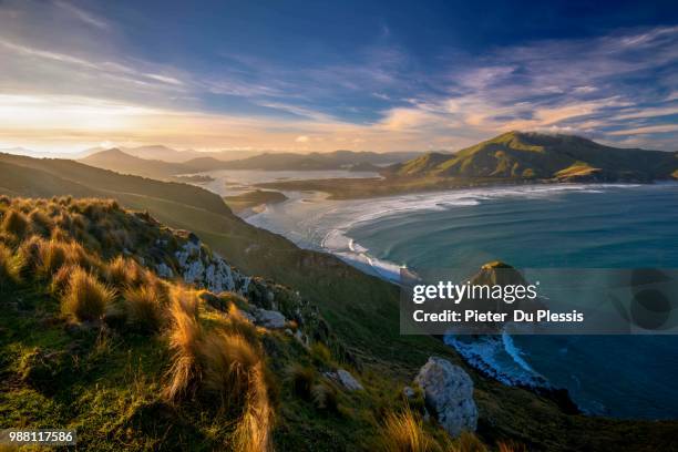 allans beach at sunset in dunedin, new zealand. - du plessis stock pictures, royalty-free photos & images