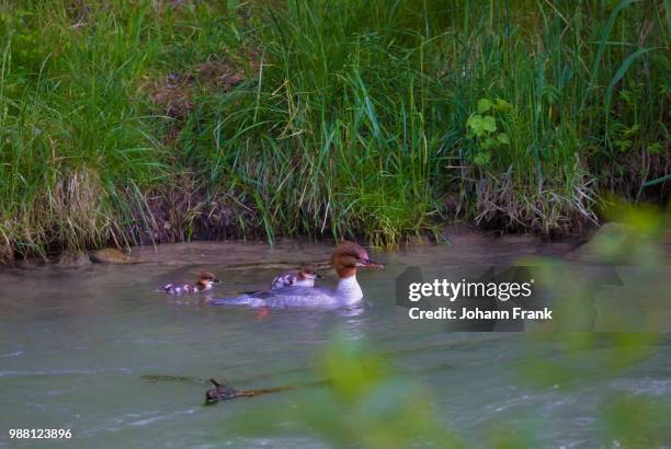 great crested grebe - common merganser bildbanksfoton och bilder