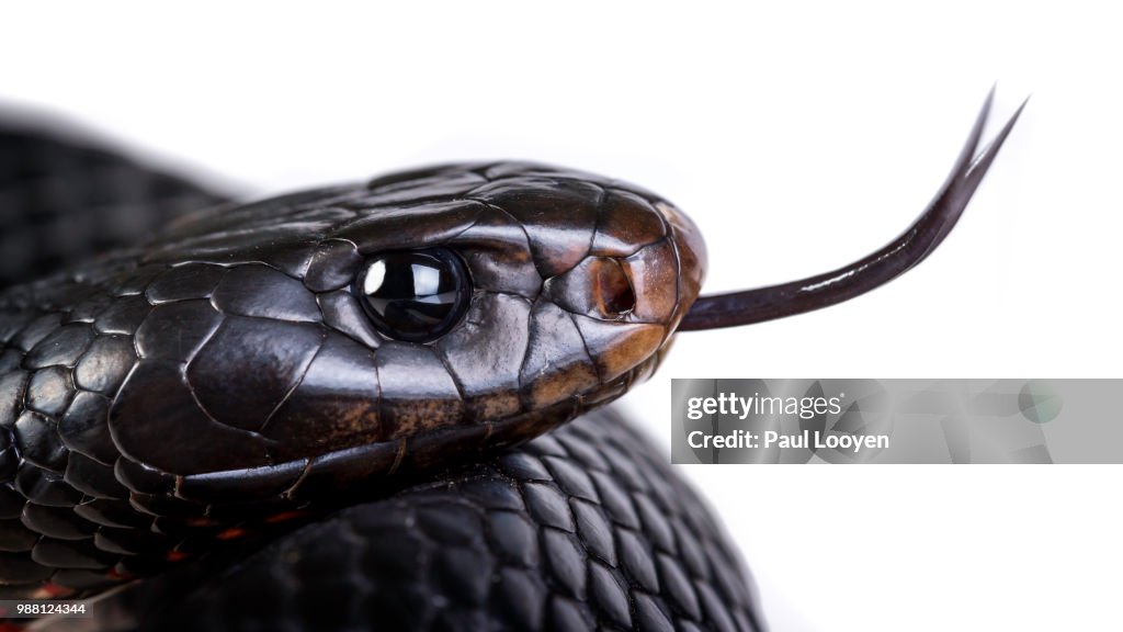 Red bellied black snake