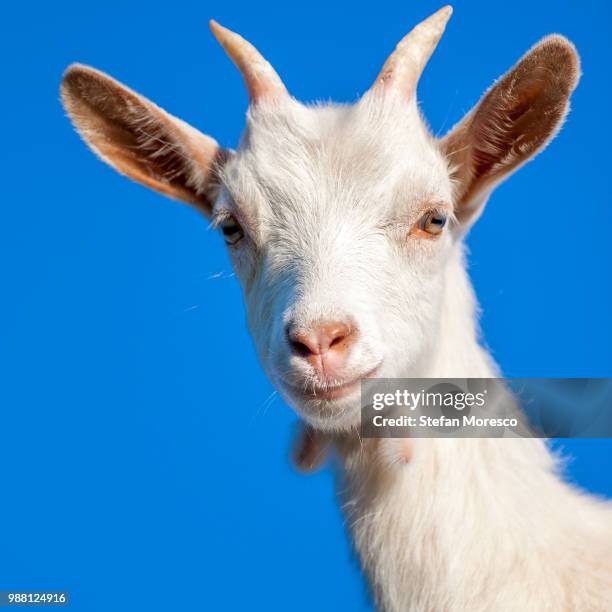 goat looking at camera - geit stockfoto's en -beelden