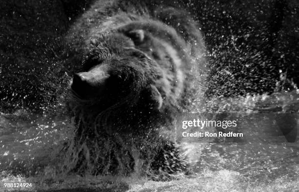 bear in water - water bear stock pictures, royalty-free photos & images