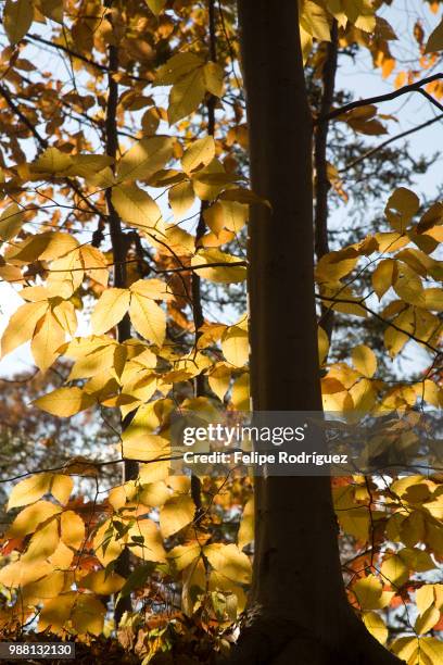 elm tree in the fall, ct, usa - elm tree stockfoto's en -beelden