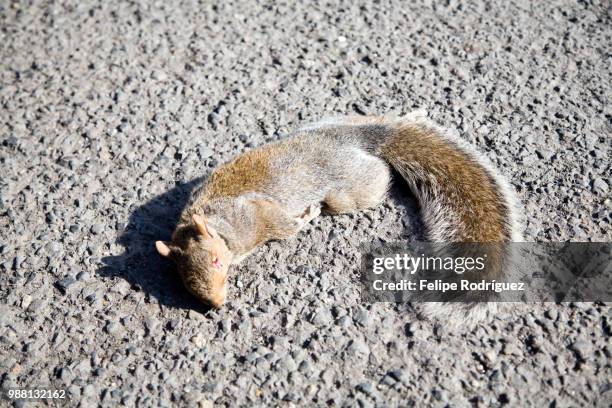 squirrel run over on a connecticut road, usa - fox 2006 stock pictures, royalty-free photos & images