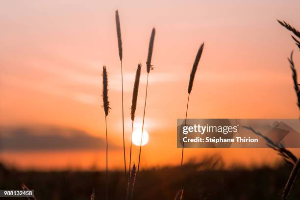 sunset and shading / coucher de soleil et ombrage - coucher de soleil fotografías e imágenes de stock