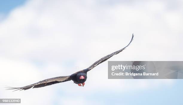 bateleur incoming - bateleur eagle 個照片及圖片檔