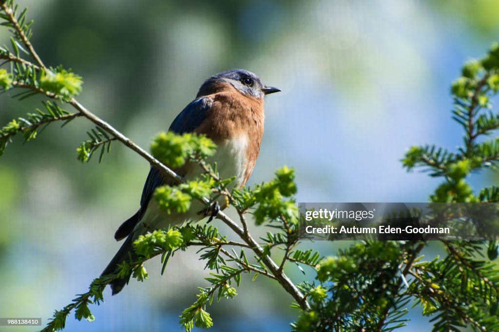 Eastern Bluebird