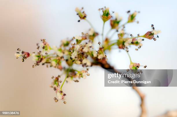 fleurs arbres printemps - printemps stock pictures, royalty-free photos & images