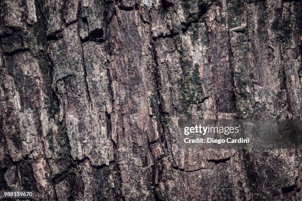 Buckeye Pattern 170 Buckeye Pattern Stock Photos, High-Res Pictures, and Images - Getty ...