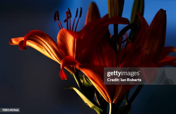 asiatic lily, night - asiatic lily - fotografias e filmes do acervo