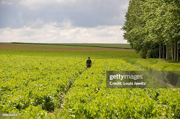 french farmer inspecting his crops fields & crops  - rf stockfoto's en -beelden