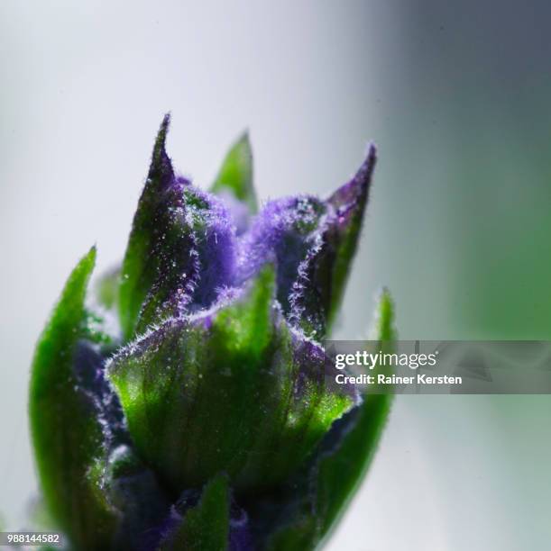 lavendel awakening - lavendel - fotografias e filmes do acervo