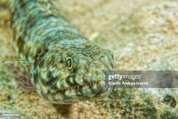 bad guy - lizardfish stock pictures, royalty-free photos & images
