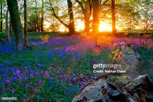 a bluebell wood in lancashire at sunset - bluebell wood stock pictures, royalty-free photos & images