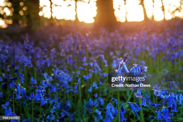 a bluebell wood in lancashire at sunset - bluebell wood stock pictures, royalty-free photos & images