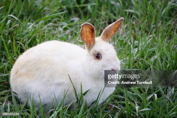 white bunny - white rabbit stock pictures, royalty-free photos & images