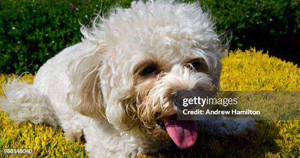 cavapoo dog lying down in garden - cavapoo stock pictures, royalty-free photos & images