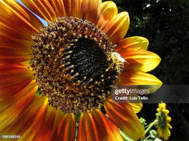 abeja en girasol - bee on sunflower - abeja stock pictures, royalty-free photos & images