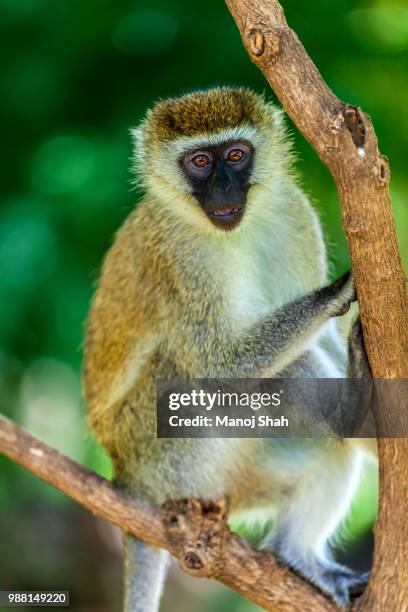 vervet monkey on a tree at lake bogoria national resort, kenya - lake bogoria stock pictures, royalty-free photos & images