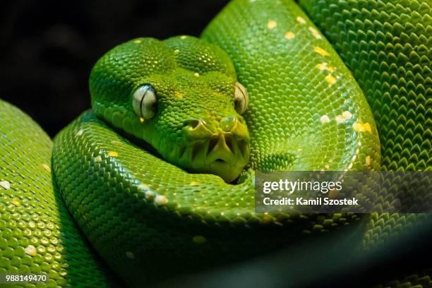 resting... or waiting - green tree python stock pictures, royalty-free photos & images