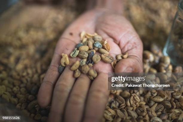civet coffee beans on hand, bali indonesia - economist magazine vendor gives away promotional cups of kopi luwak civet coffee as pearson plc plan stake disposal stockfoto's en -beelden