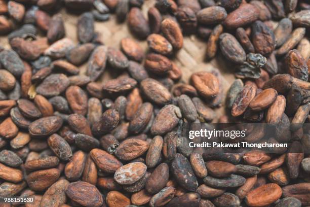 cocoa beans, bali, indonesia - theobroma imagens e fotografias de stock