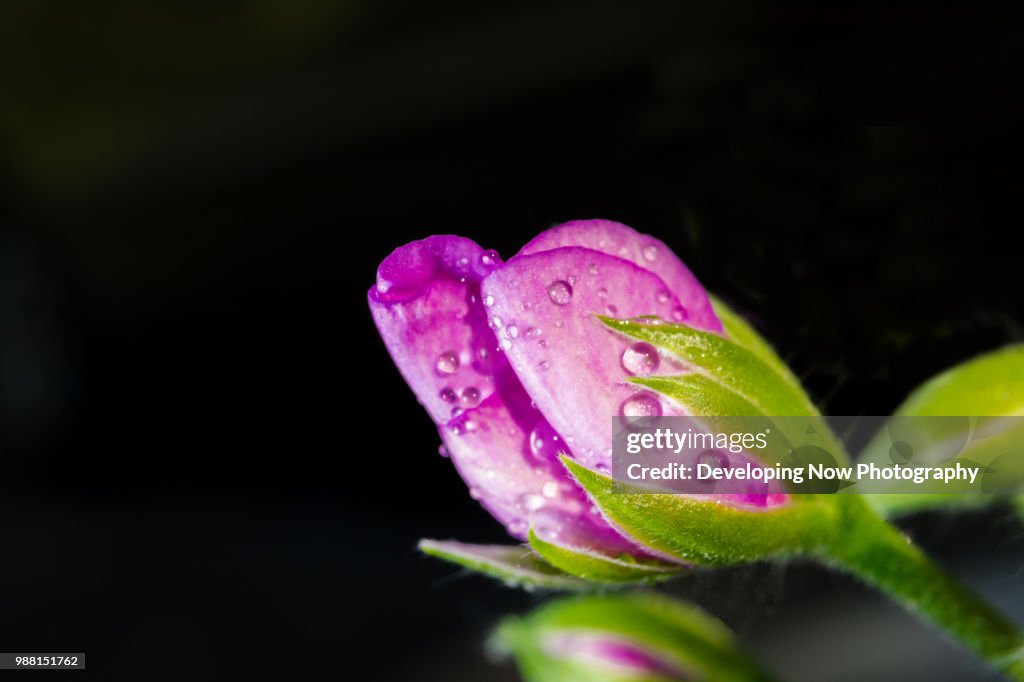 Bubding Budding Beauties High-Res Stock Photo - Getty Images