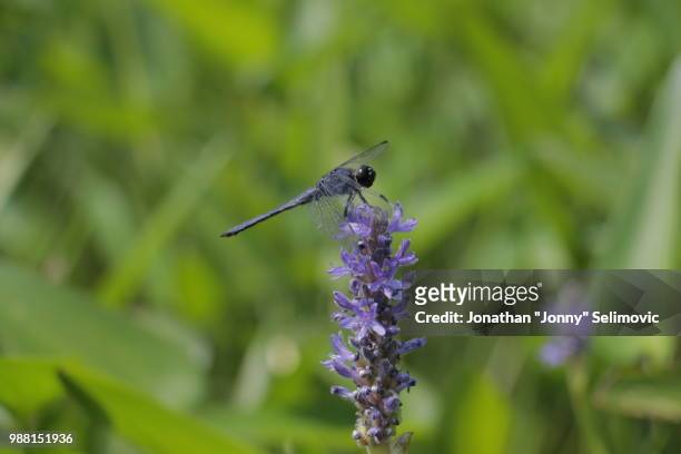 dragonfly at whitefish lake - whitefish lake stockfoto's en -beelden