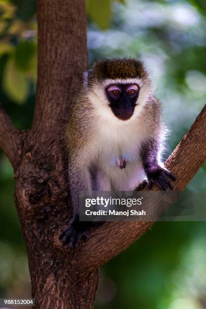 vervet monkey on a tree at lake bogoria national resort, kenya - lake bogoria stock pictures, royalty-free photos & images