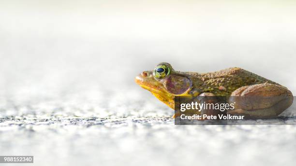 froggy - froggy stock pictures, royalty-free photos & images